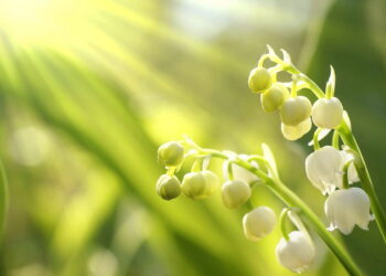 O detalhe oculto que mostra que as plantas são mais inteligentes do que pensamos