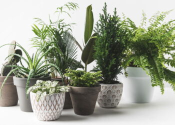 Plantas que você precisa ter para afastar insetos da sua casa