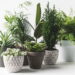 Plantas que você precisa ter para afastar insetos da sua casa