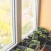 As 3 plantas ideais para ambientes pequenos e aconchegantes
