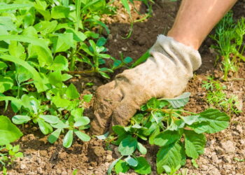 Receita para fazer um herbicida muito (muito) poderoso com sal e super econômico