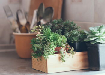 Transforme sua cozinha com 8 plantas que prosperam na umidade!