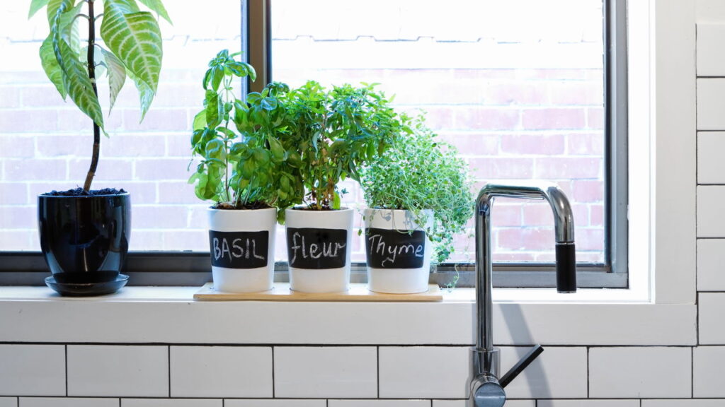 Transforme sua cozinha com 8 plantas que prosperam na umidade!