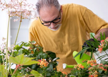 As 5 plantas ideais para quem deseja aumentar a umidade e melhorar o ar em casa