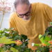 As 5 plantas ideais para quem deseja aumentar a umidade e melhorar o ar em casa