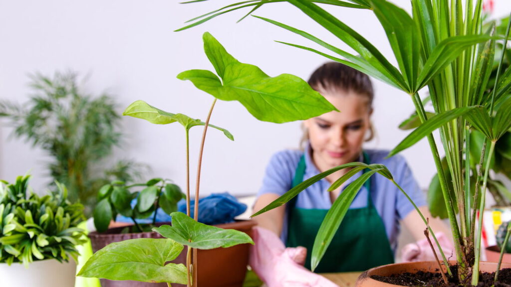 As 3 melhores plantas aromáticas que transformam sua cozinha!