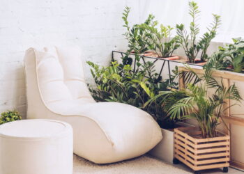As 5 plantas perfeitas para ambientes da sua casa úmidos e escuros!