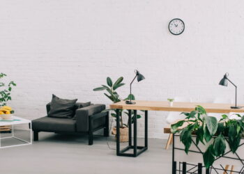 As 5 plantas perfeitas para ambientes com baixa luz e pouco presença do sol!