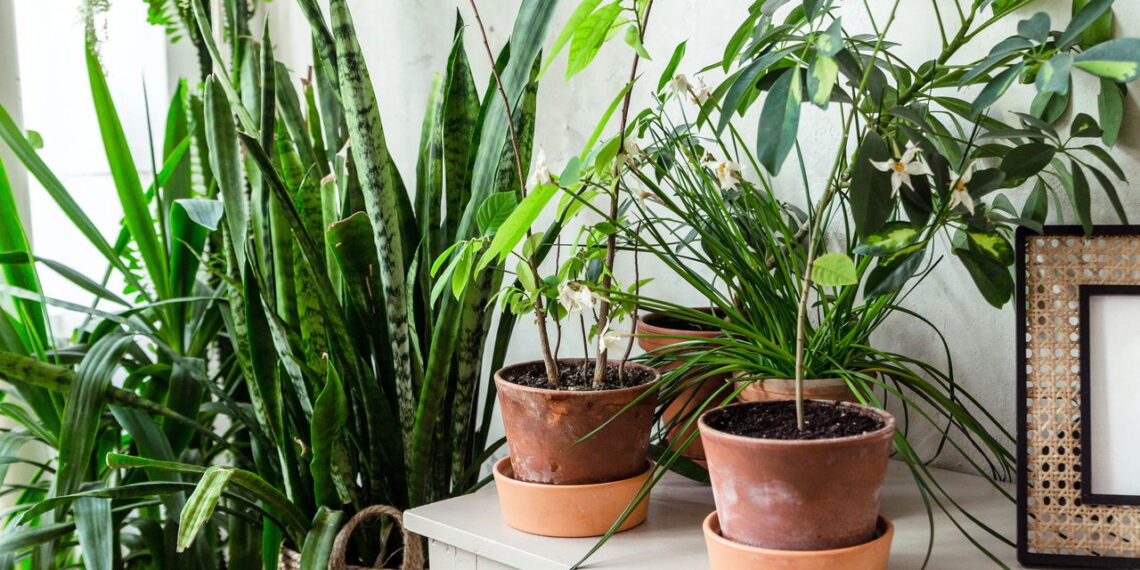 As 3 plantas que prosperam em ambientes úmidos e frescos
