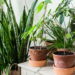 As 3 plantas que prosperam em ambientes úmidos e frescos