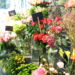 As 3 plantas que conquistam o inverno com flores e folhas perfeitas