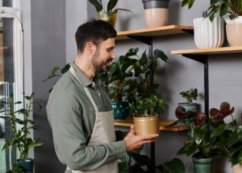 Plantas de interior que vão melhorar o ambiente da sua casa