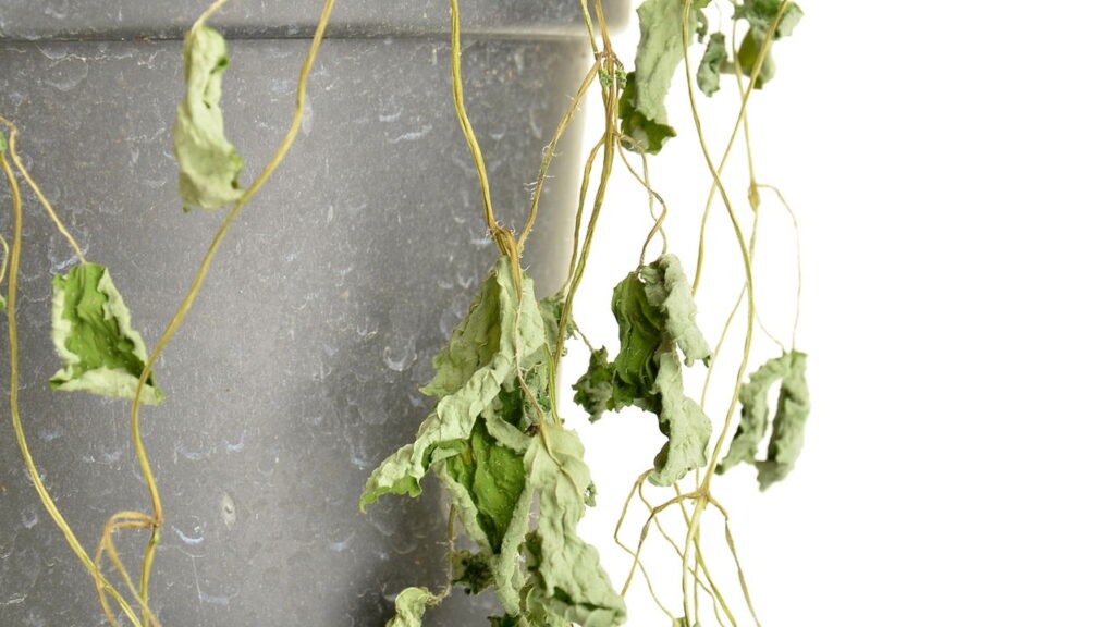 Como recuperar plantas murchas e fazê-las florescer novamente