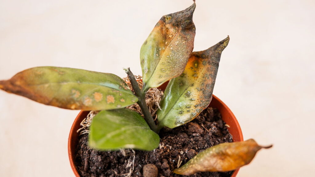 O que significa quando as folhas da planta ficam com pontas queimadas?