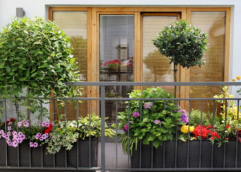 5 plantas que funcionam como repelente natural em varandas e sacadas