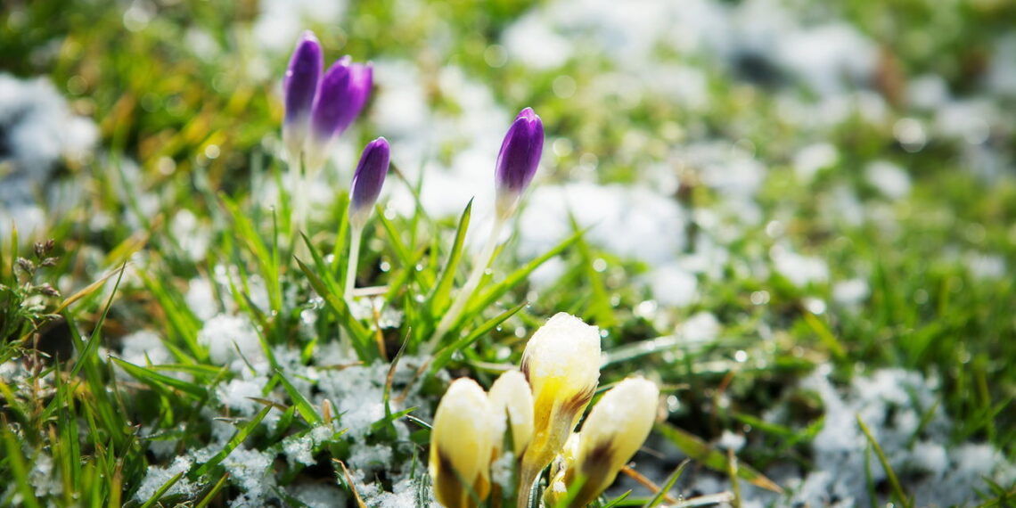 As 4 plantas que florescem na estação mais fria do ano!