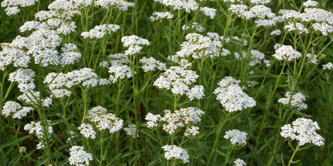 As 3 plantas que florescem com delicadeza na estação mais fria do ano