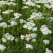 As 3 plantas que florescem com delicadeza na estação mais fria do ano