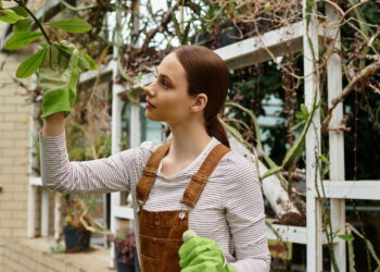 Como deixar suas plantas mais verdes em poucos dias