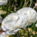 Flor famosa pela linda estética é muito amada pelo rápido cultivo em casa!