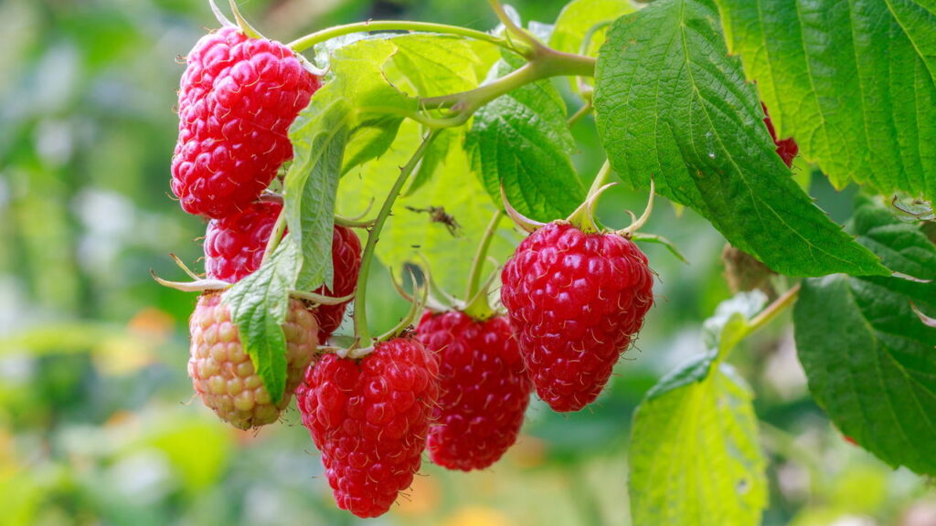 A fruta ideal para plantar no frio e ter doces colheitas no quintal