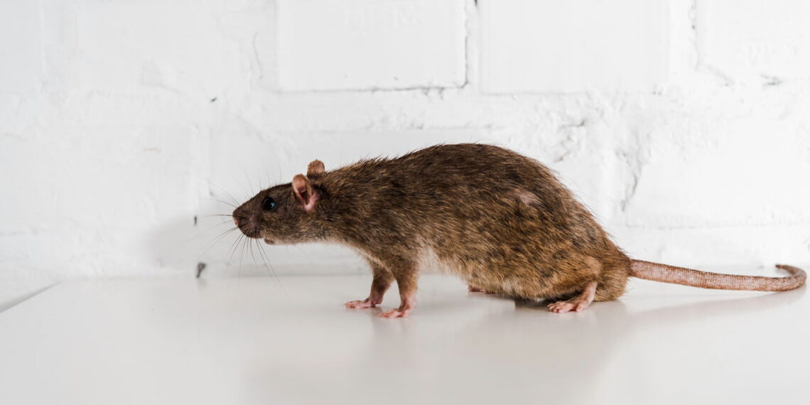 Como se livrar das ratazanas na sua cozinha