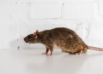 Como se livrar das ratazanas na sua cozinha