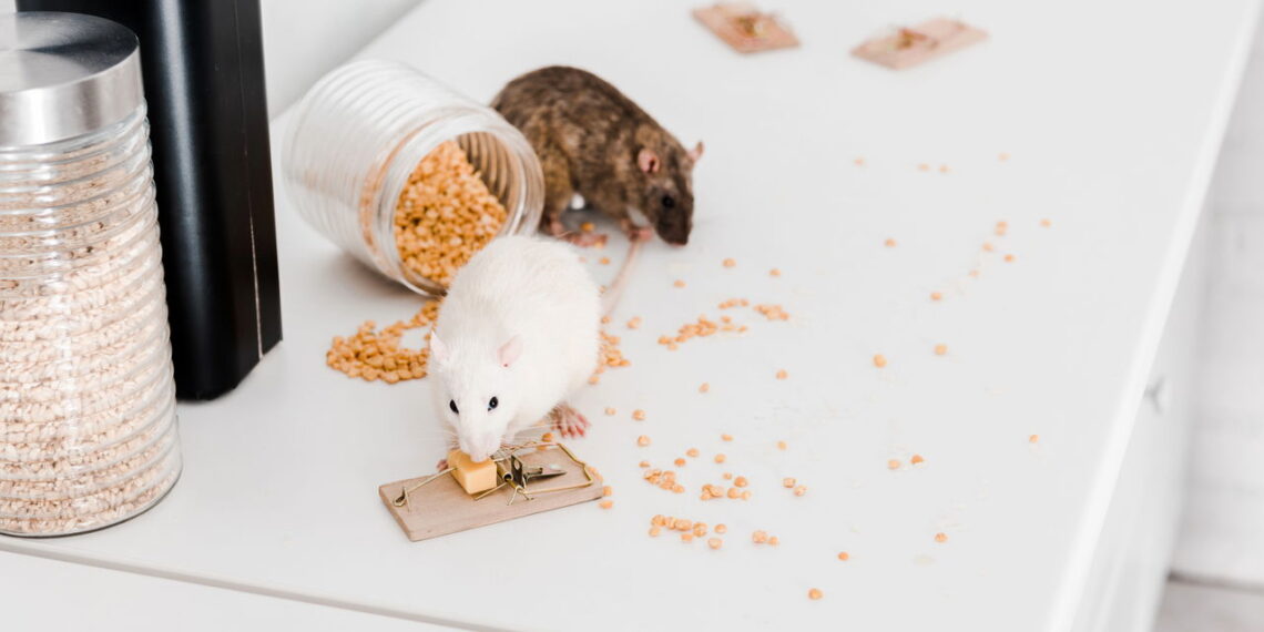 O odor natural que os ratos não suportam e ajuda a proteger seu lar