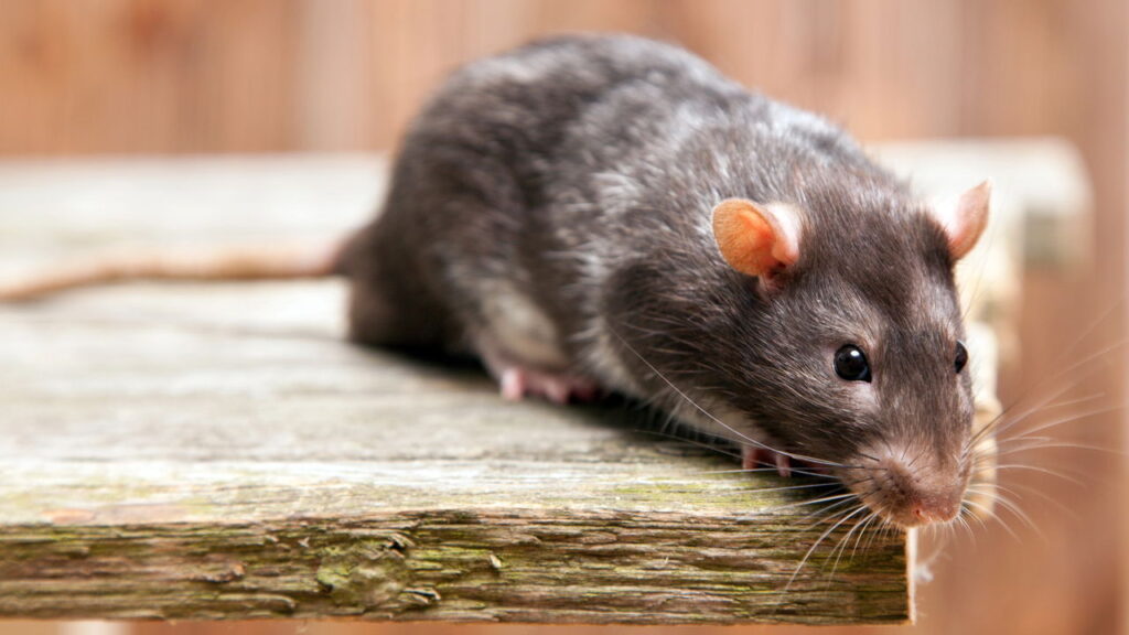 O truque simples para acabar com os ratos na sua despensa sem venenos