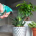 Erro comum na rega de plantas pode estar prejudicando seu jardim