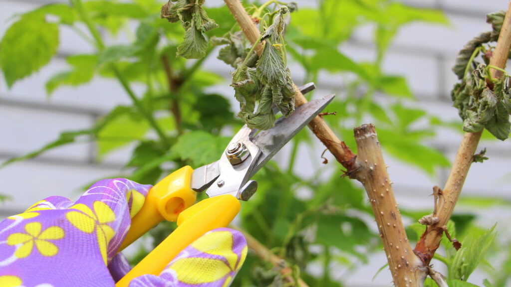 Como recuperar plantas murchas e fazê-las florescer novamente