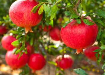 Fruta com sabor único e benefícios surpreendentes é ótima para cultivar em casa