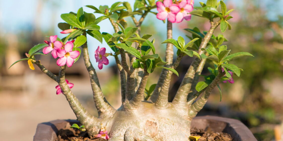 Como cuidar da rosa do deserto e manter suas flores vibrantes o ano inteiro