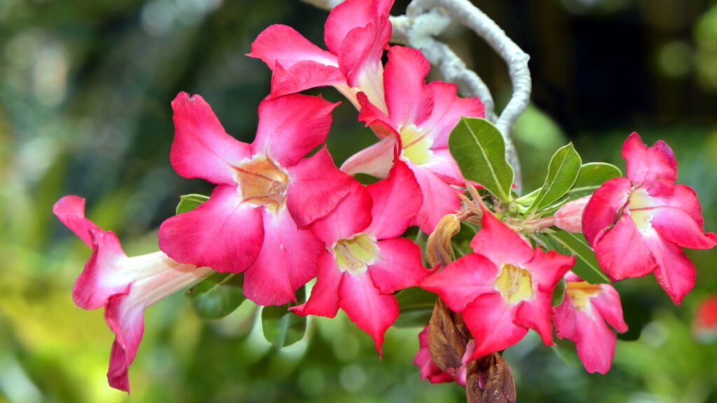 Passo a passo para cultivar uma rosa rara em sua casa