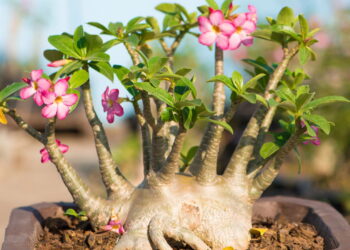 Passo a passo para cultivar uma rosa rara em sua casa