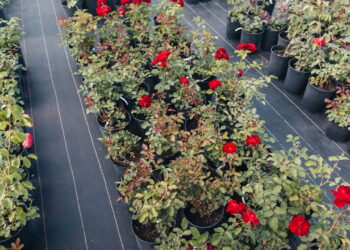 Uma das flores mais famosas e lindas permite que você cultive sem dificuldade!
