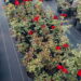 Uma das flores mais famosas e lindas permite que você cultive sem dificuldade!