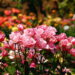 Antes de comprar: Os 3 sinais que uma roseira saudável dá na floricultura