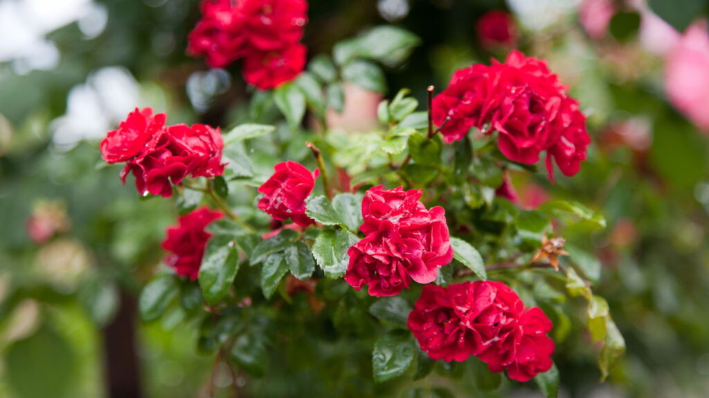 Antes de comprar: Os 3 sinais que uma roseira saudável dá na floricultura