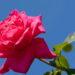 Como fazer mudas de roseiras e ter flores elegantes
