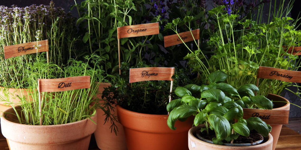 O tempero cheio de benefícios que você pode plantar em casa
