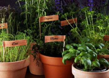O tempero cheio de benefícios que você pode plantar em casa