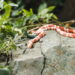 Saiba qual é o segredo dos jardineiros para espantar cobras do jardim