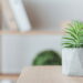 As 5 suculentas que são tendência para decoração moderna