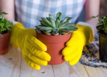 As plantas perfeitas para quem quer beleza no quintal sem esforço