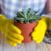 As plantas perfeitas para quem quer beleza no quintal sem esforço