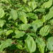 As 8 plantas que curam pequenos machucados e arranhões