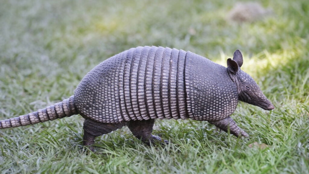 Seu jardim pode ter estes animais sem que você saiba e esses são os indícios