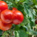 O que plantar depois dos tomates para regenerar o solo de maneira natural