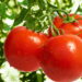 Os fertilizantes naturais mais eficazes para turbinar tomates